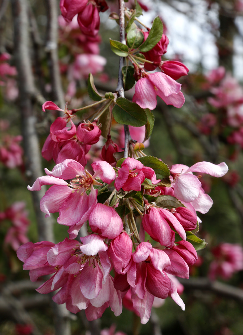 Image of Malus niedzwetzkyana specimen.
