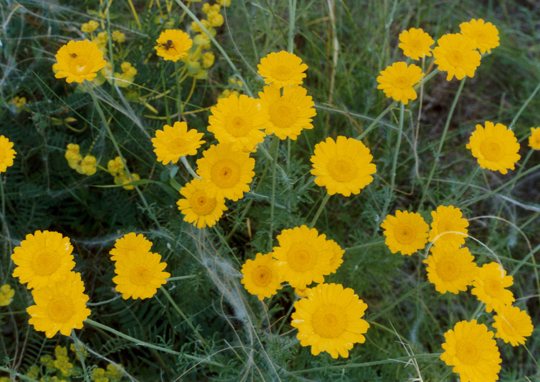 Image of Anthemis tinctoria specimen.