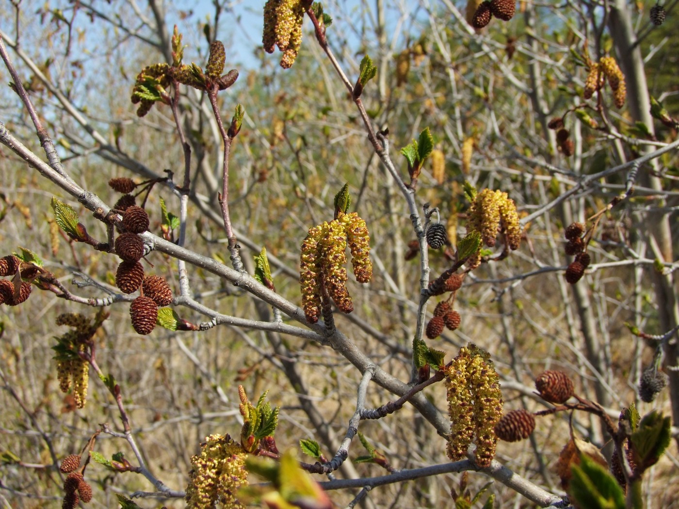 Изображение особи Duschekia fruticosa.