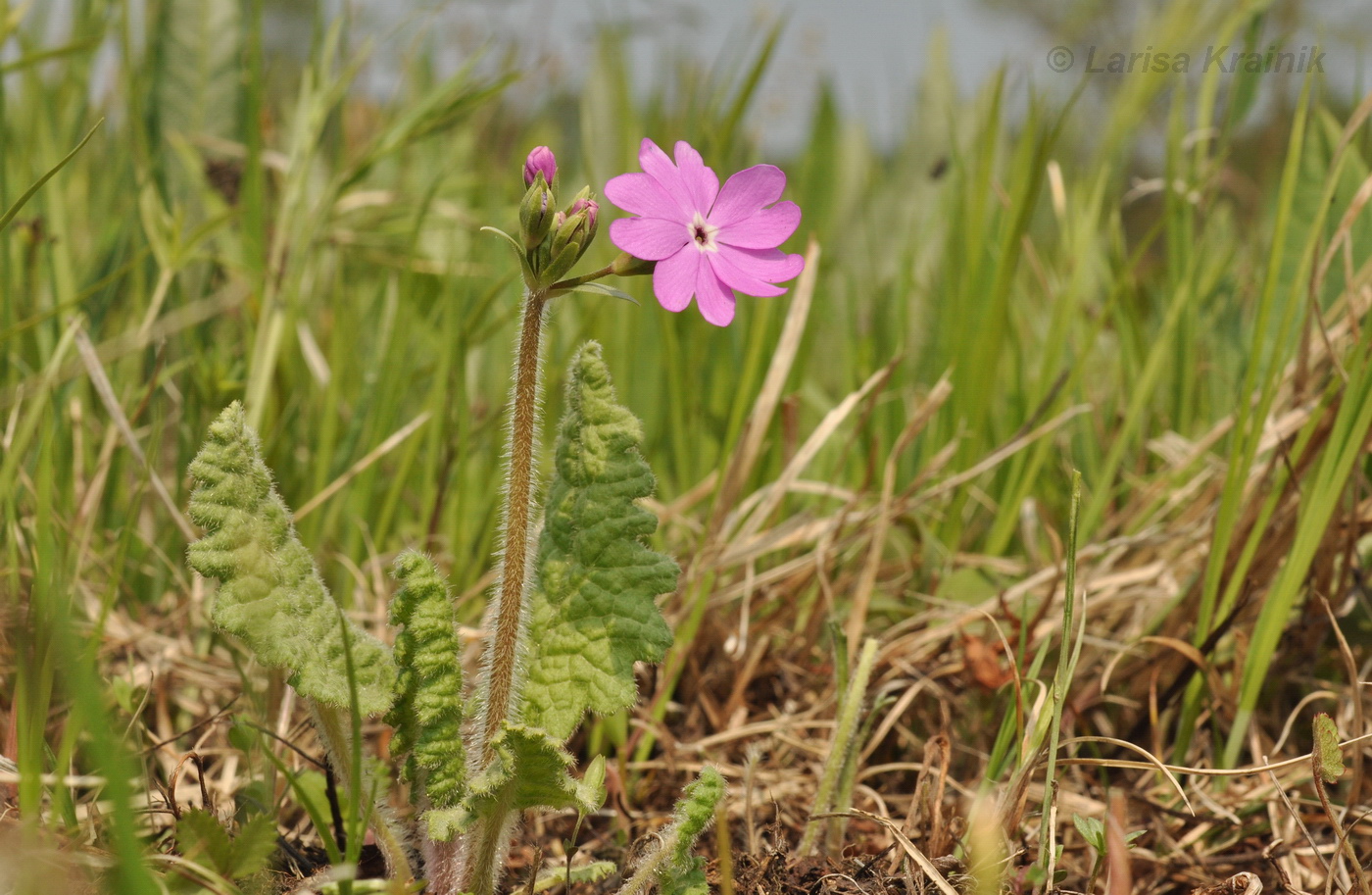 Image of Primula patens specimen.