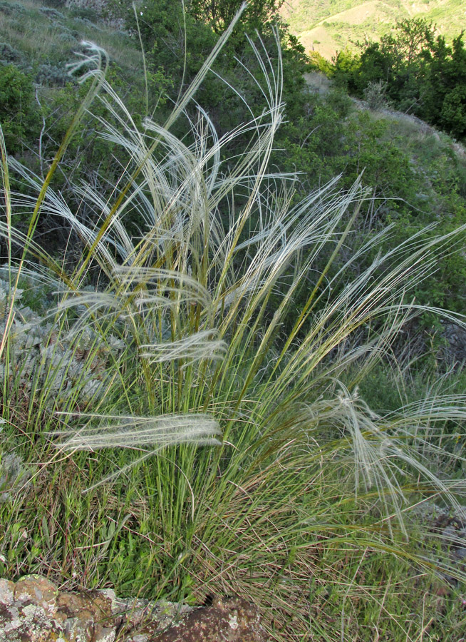 Image of Stipa pulcherrima specimen.