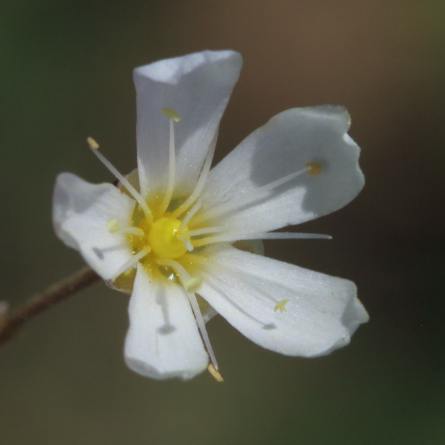 Image of Eremogone biebersteinii specimen.