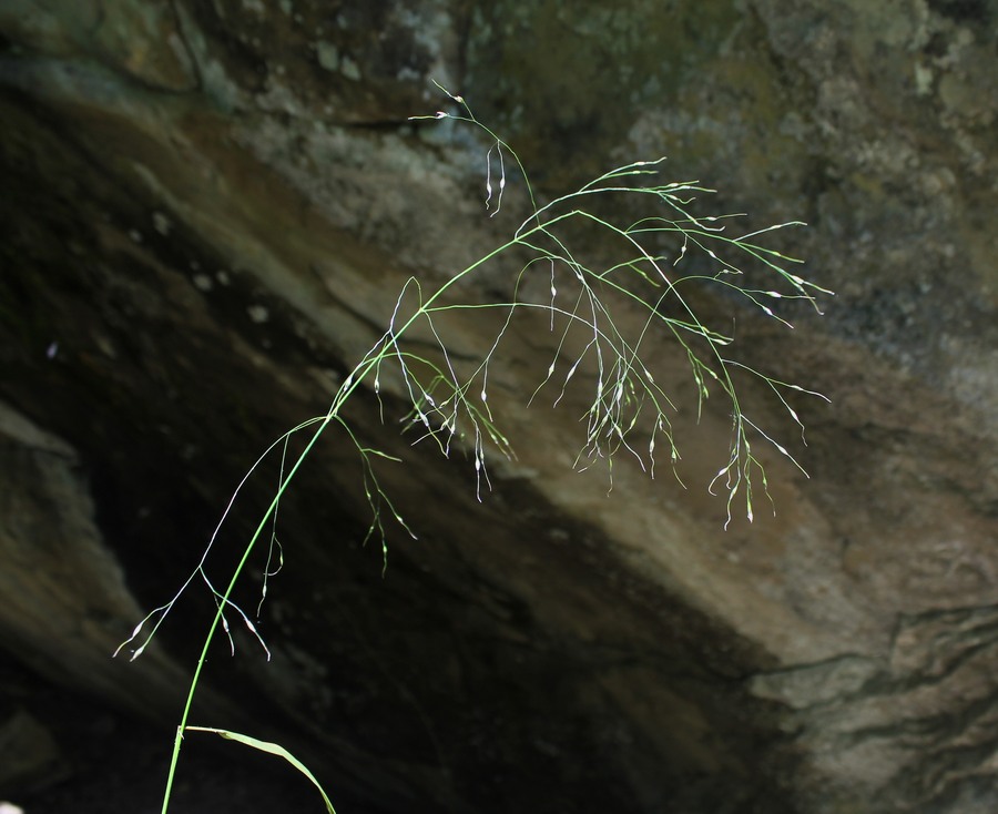 Изображение особи Achnatherum virescens.