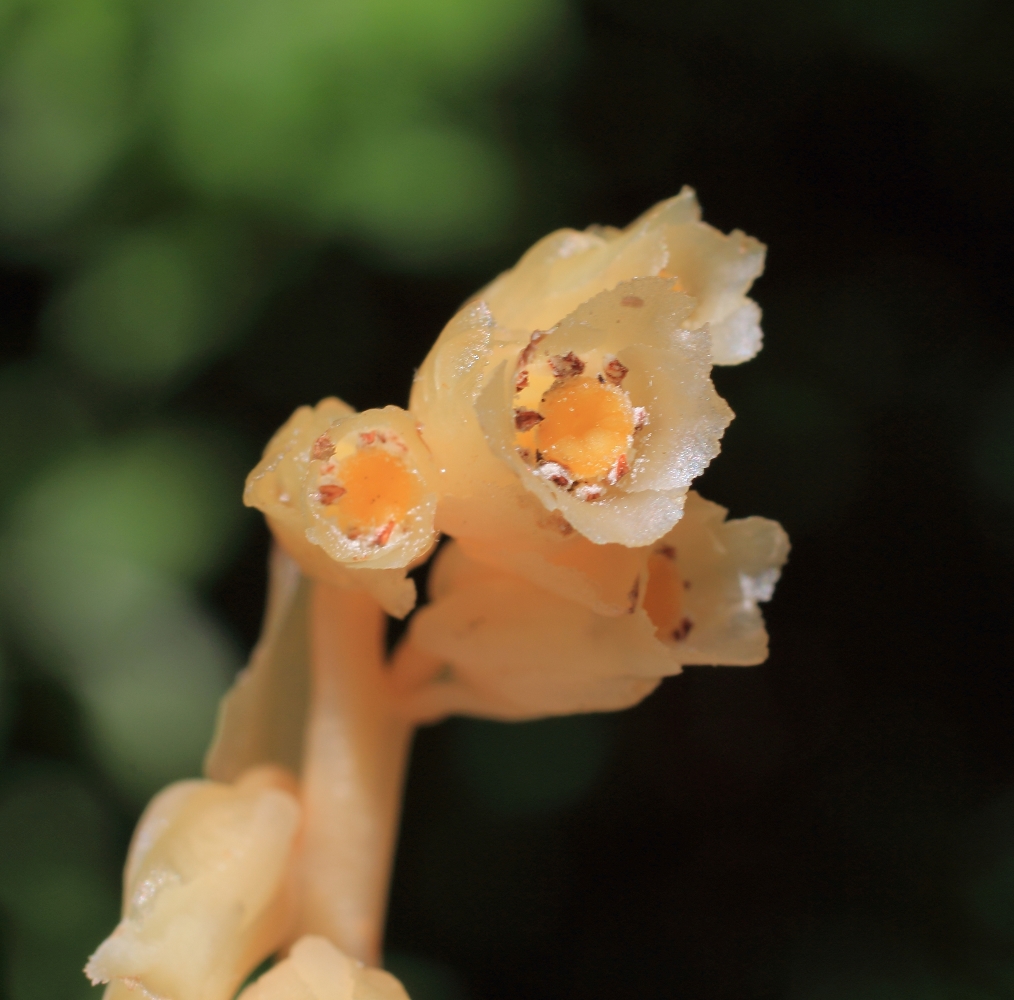 Image of Hypopitys monotropa specimen.