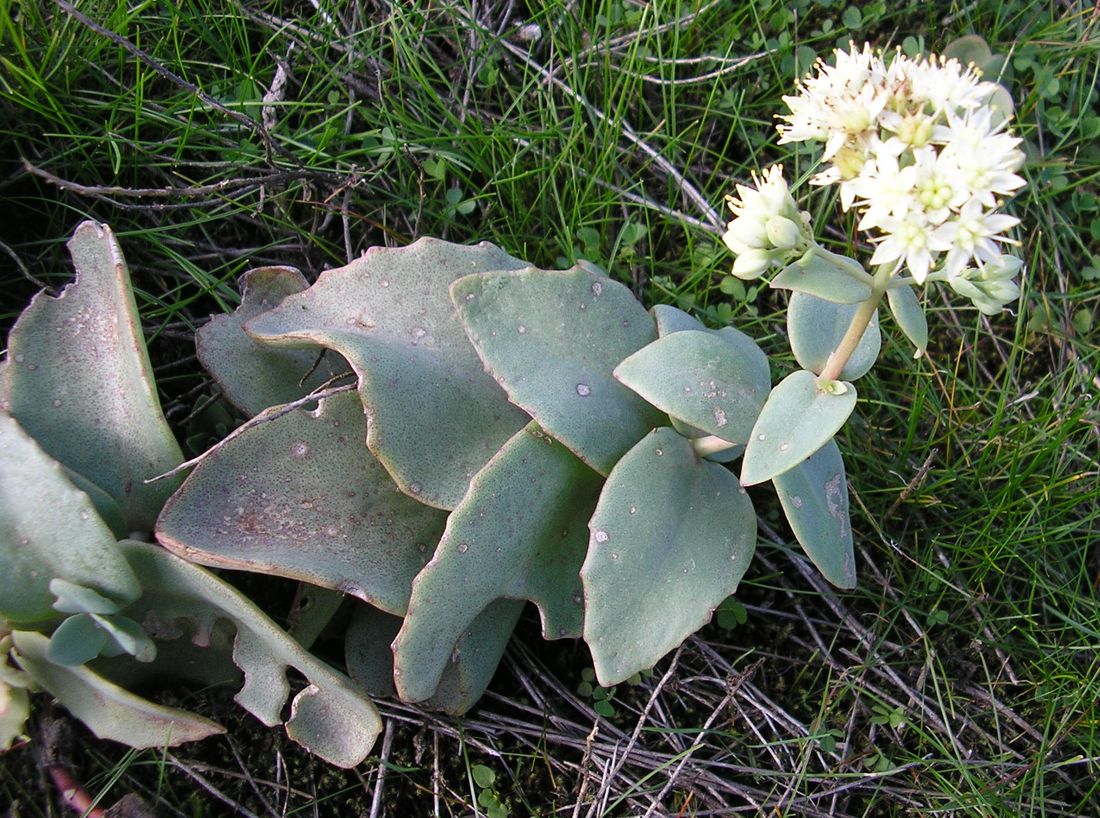 Изображение особи Hylotelephium stepposum.