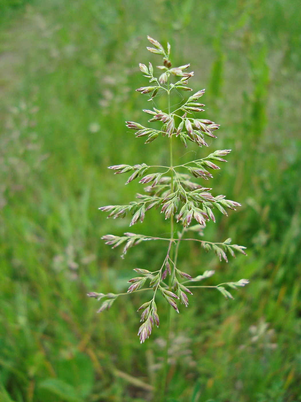 Image of Poa pratensis specimen.