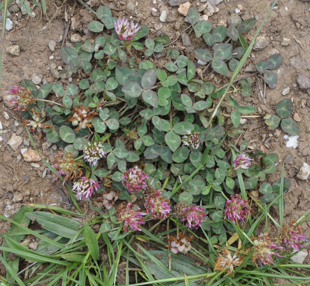 Изображение особи Trifolium physodes.