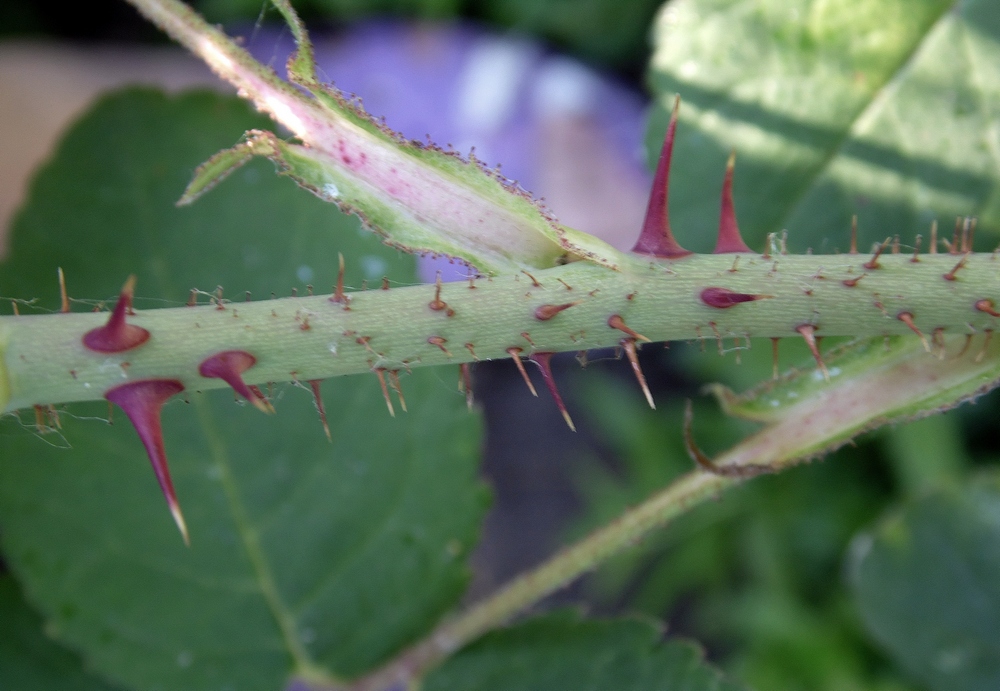 Image of Rosa centifolia specimen.