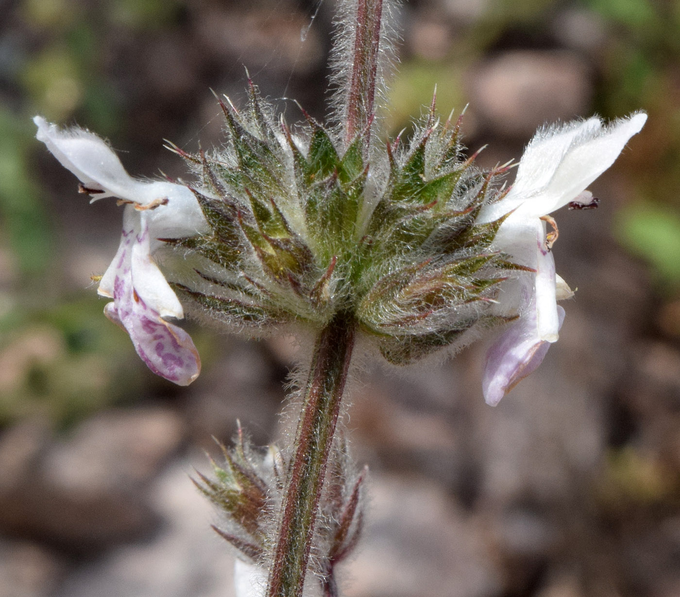 Image of Stachys hissarica specimen.