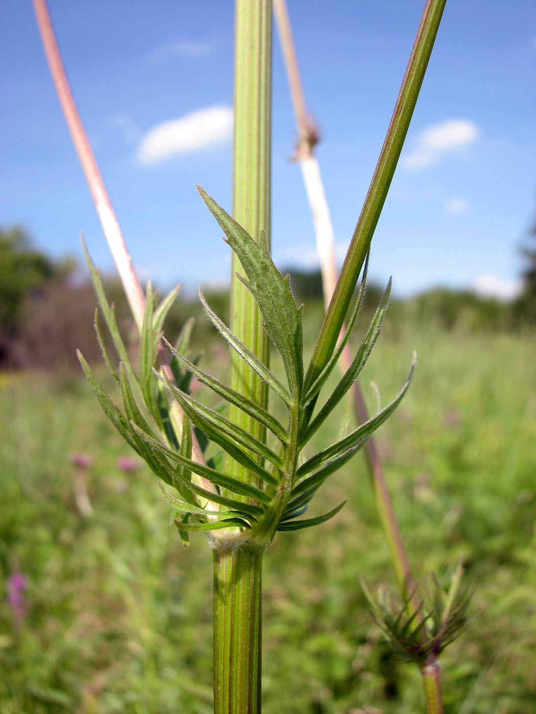 Изображение особи Valeriana officinalis.