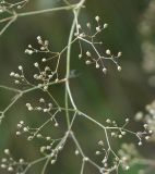 Gypsophila paniculata