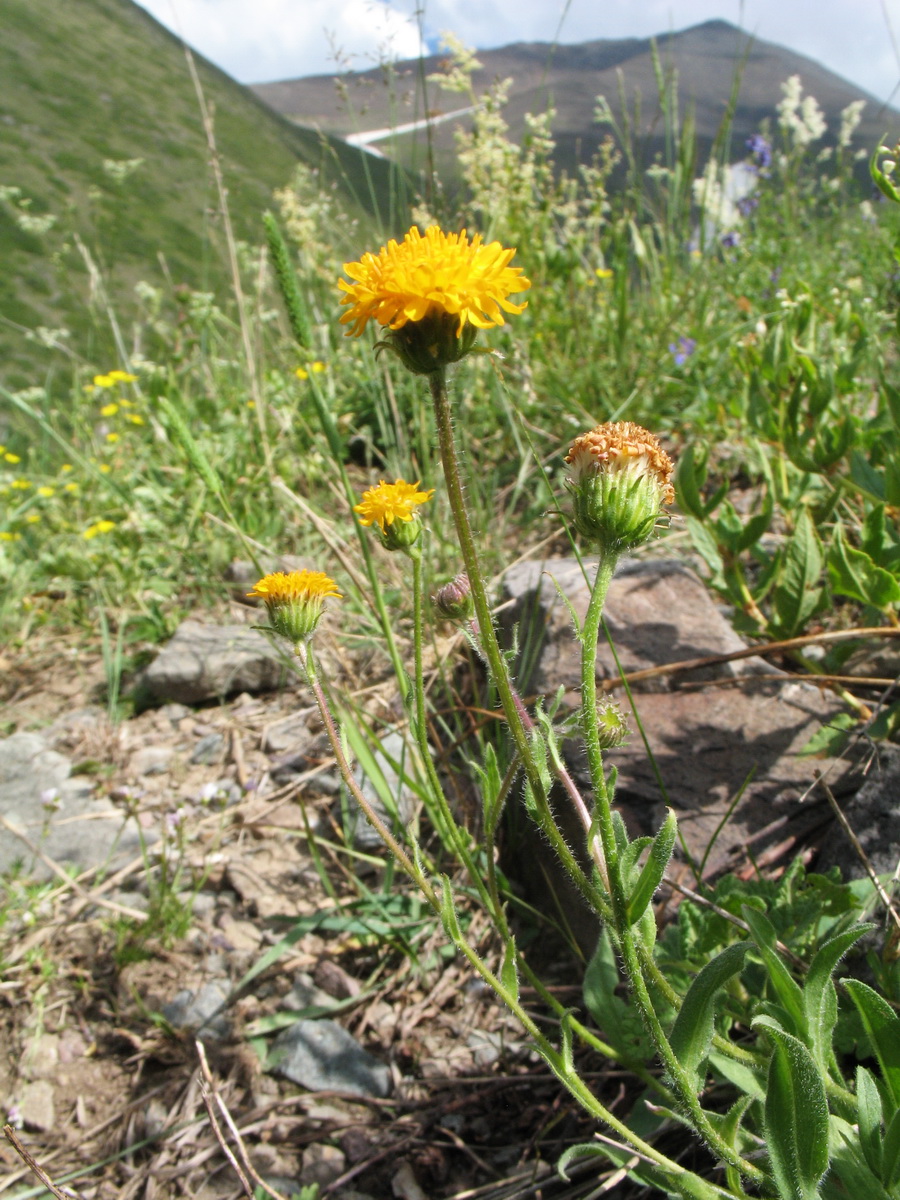 Image of Erigeron cabulicus specimen.