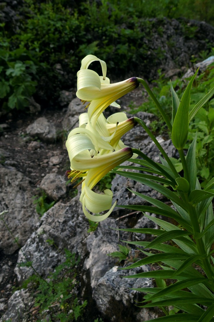 Image of Lilium kesselringianum specimen.