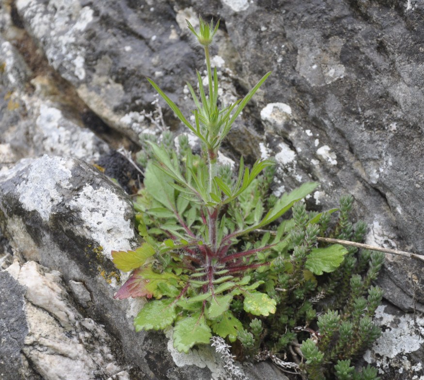 Изображение особи семейство Dipsacaceae.