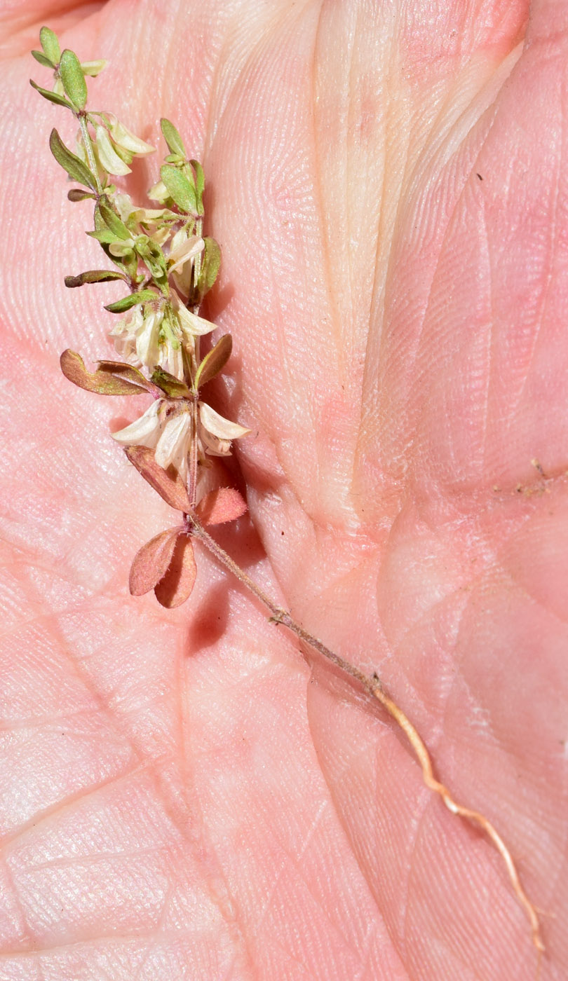 Image of Callipeltis cucullaris specimen.