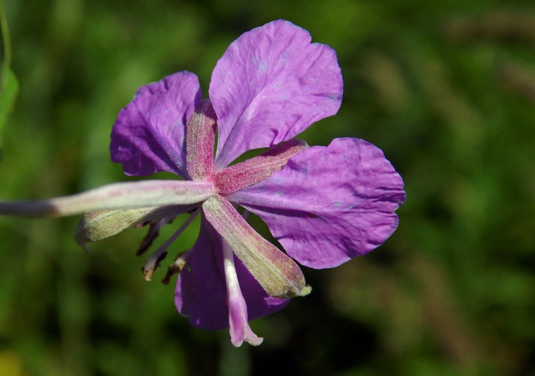 Image of Chamaenerion angustifolium specimen.