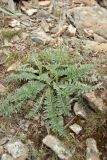 Cousinia korolkowii