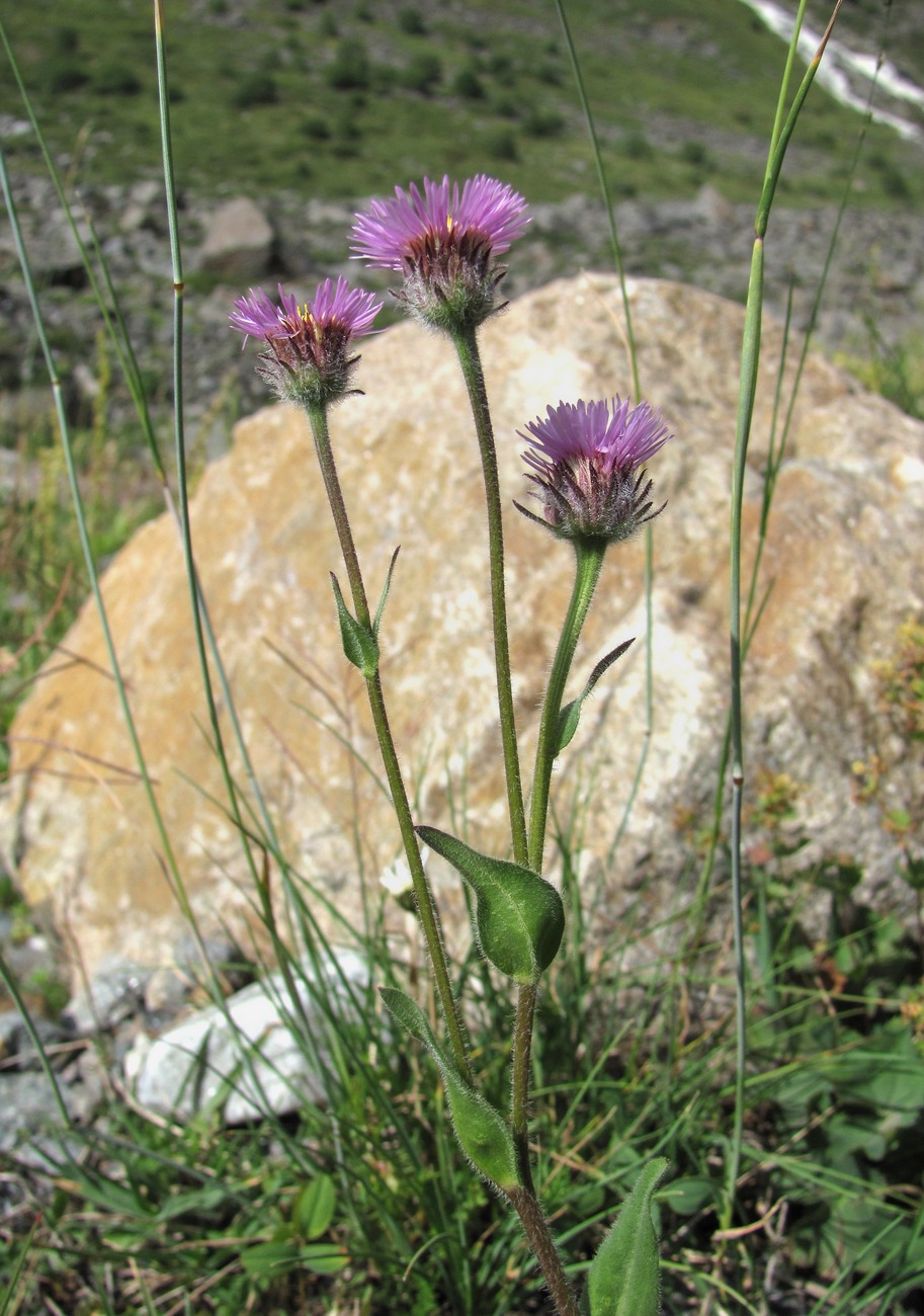 Image of Erigeron caucasicus specimen.