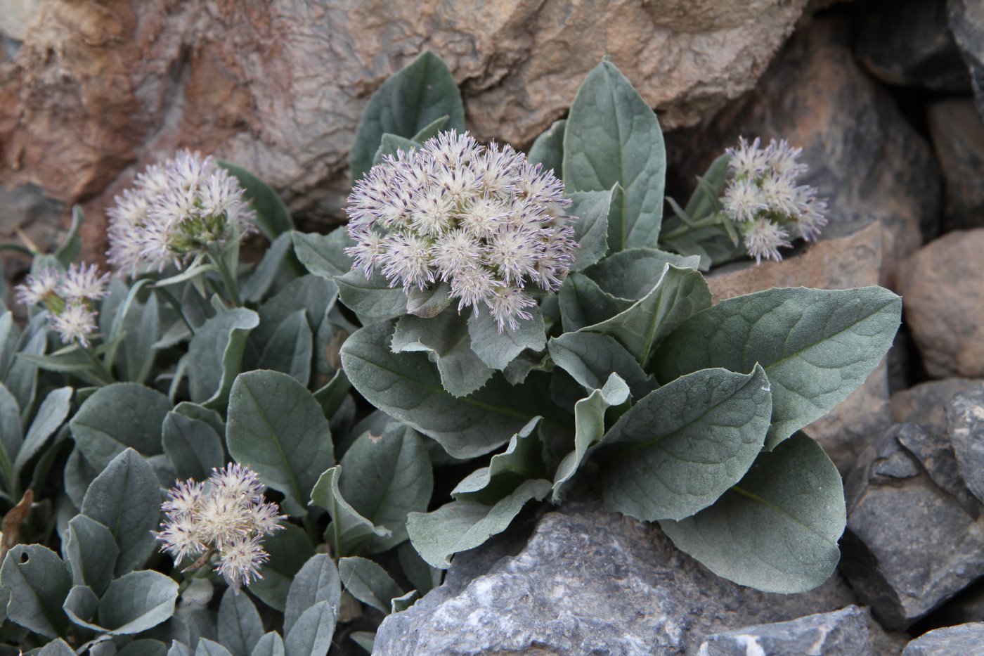 Image of genus Saussurea specimen.