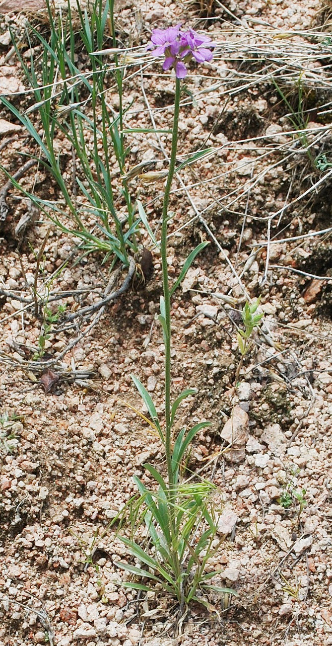 Image of Erysimum cyaneum specimen.