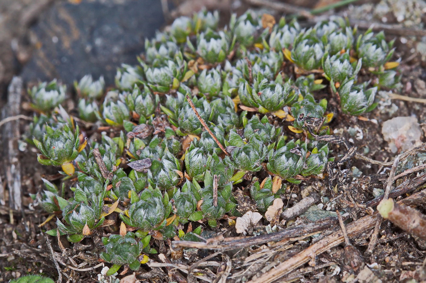 Image of Androsace sericea specimen.