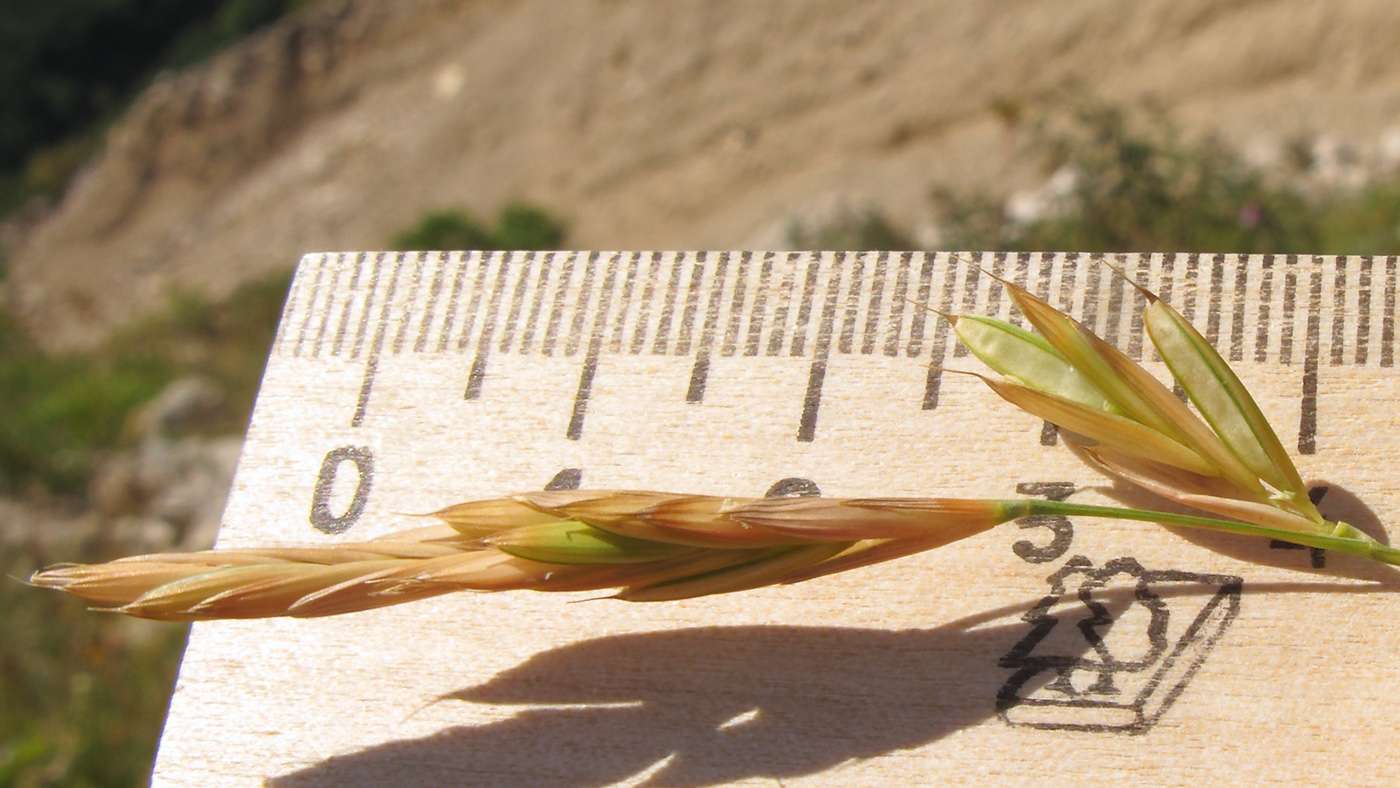 Image of Brachypodium rupestre specimen.