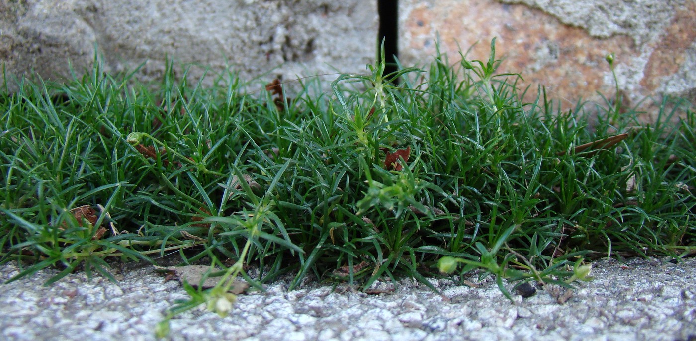 Изображение особи Sagina procumbens.