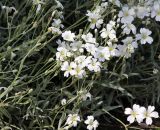 Cerastium argenteum