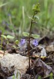 Glechoma hederacea. Верхушка цветущего растения. Пермский край, г. Пермь, Кировский р-н, опушка в смешанном лесу. 27.05.2017.