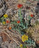 Rhodiola rosea. Цветущие и плодоносящее растения. Монголия, аймак Архангай, вулкан Хорго, ≈ 2400 м н.у.м., каменистый склон. 06.06.2017.