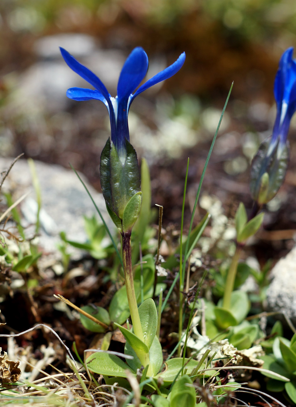 Изображение особи Gentiana uniflora.