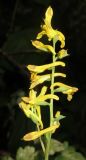 Corydalis ochotensis