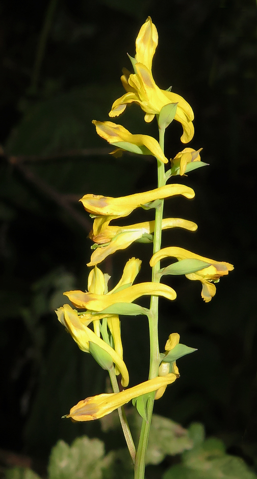 Image of Corydalis ochotensis specimen.