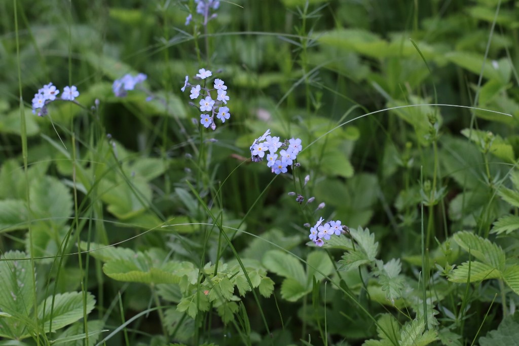 Изображение особи род Myosotis.