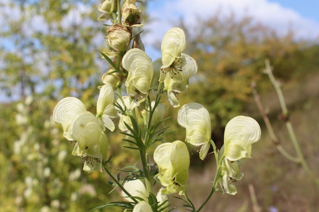 Image of Aconitum nemorosum specimen.