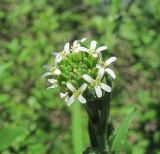 Arabis sagittata. Соцветие с цветками и бутонами. Краснодарский край, Абинский р-н, гора Папай, склон вершины Зап. Папай. 30.04.2017.