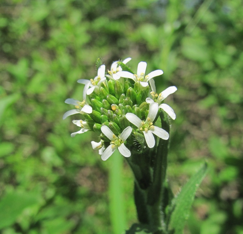 Изображение особи Arabis sagittata.