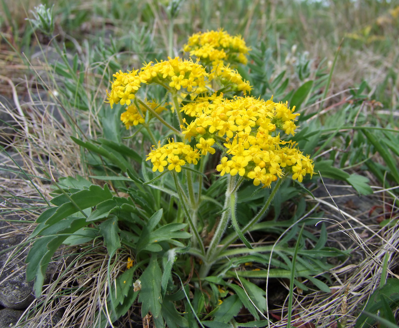 Изображение особи Patrinia sibirica.