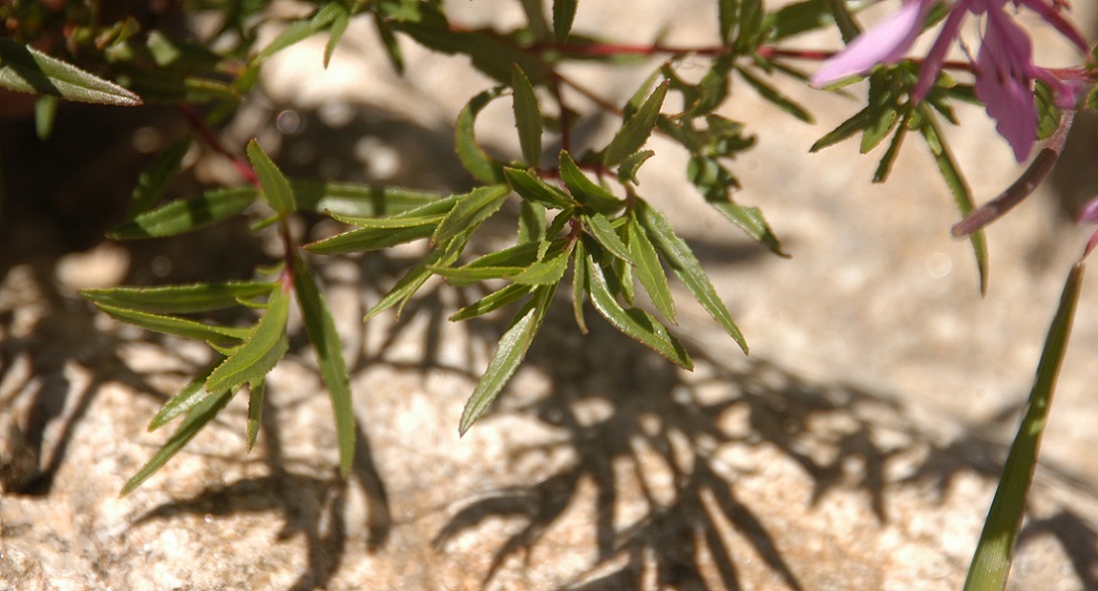 Image of Chamaenerion colchicum specimen.