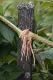 Impatiens glandulifera