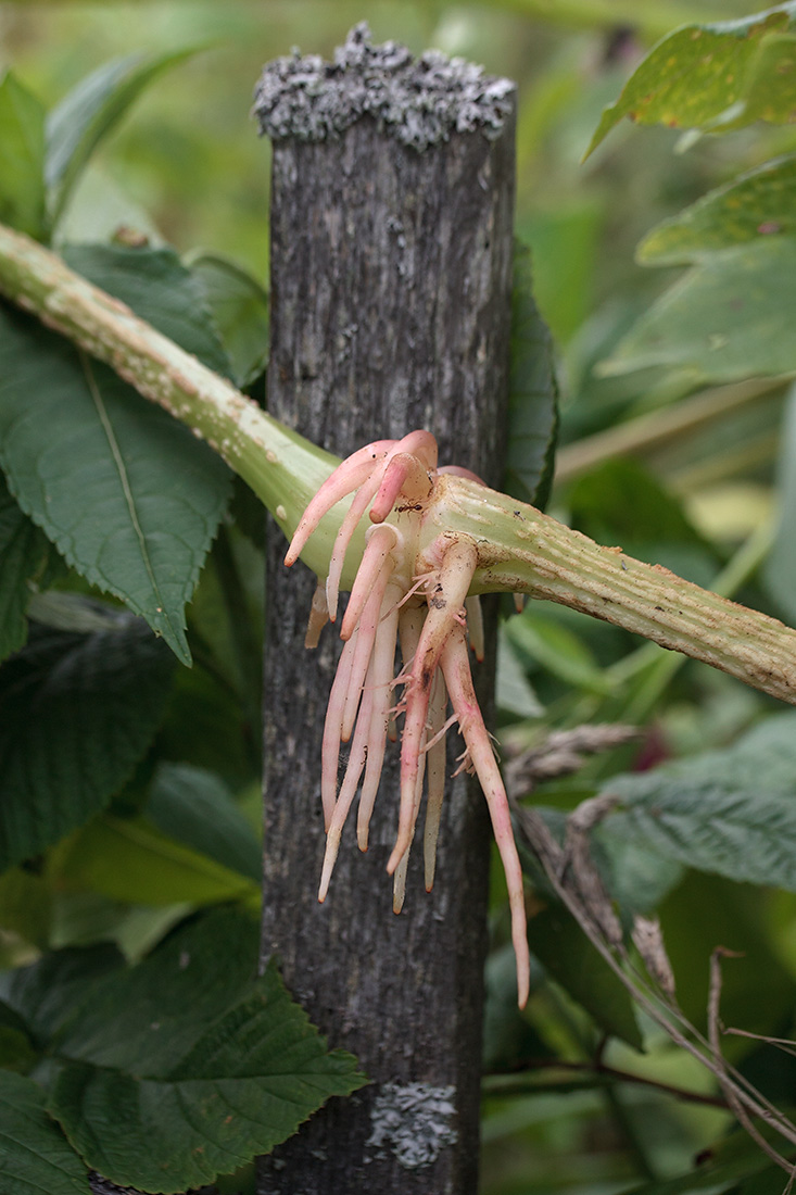 Image of Impatiens glandulifera specimen.