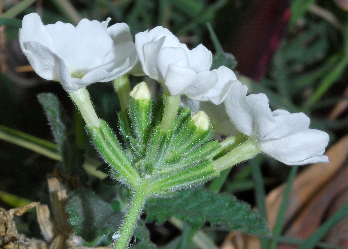 Image of Glandularia × hybrida specimen.