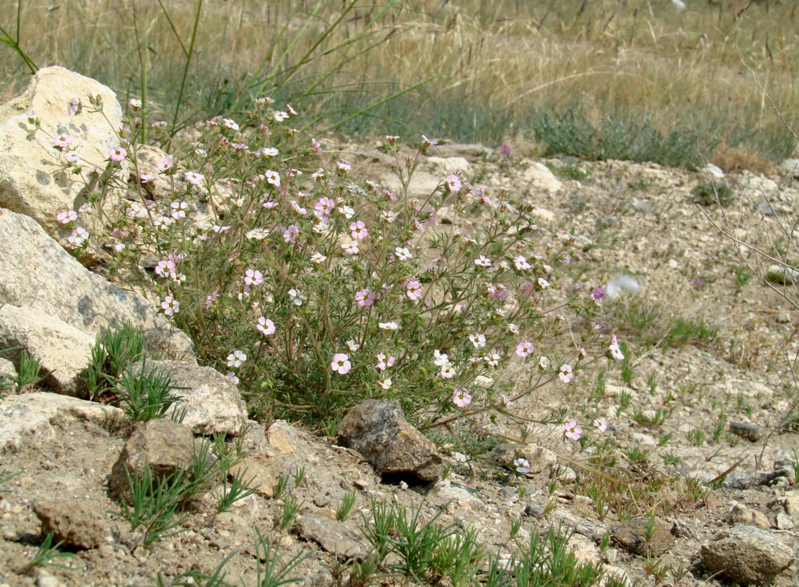 Image of Chamaerhodos grandiflora specimen.