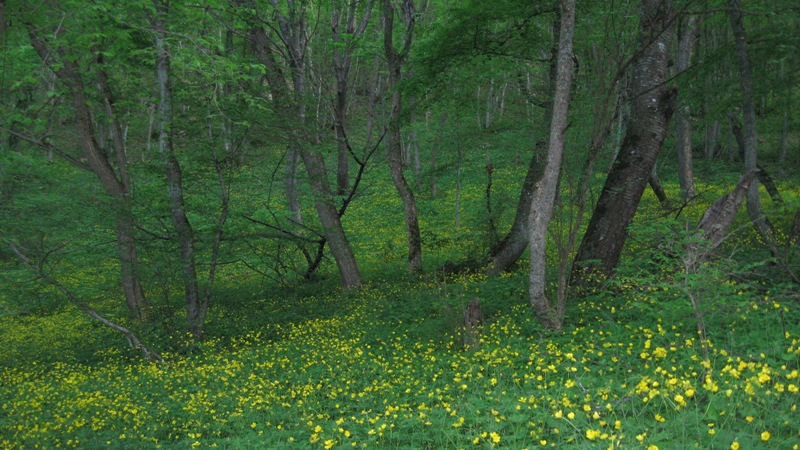 Image of Fagus × taurica specimen.