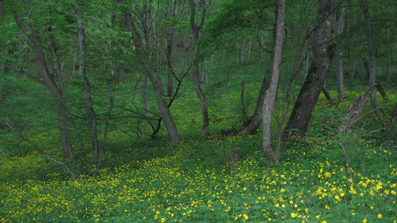 Image of Fagus &times; taurica specimen.