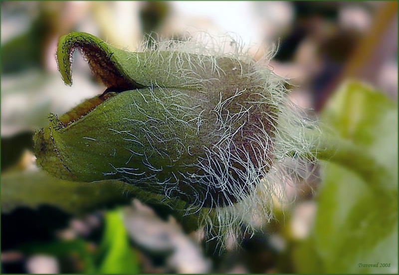 Image of Asarum europaeum specimen.