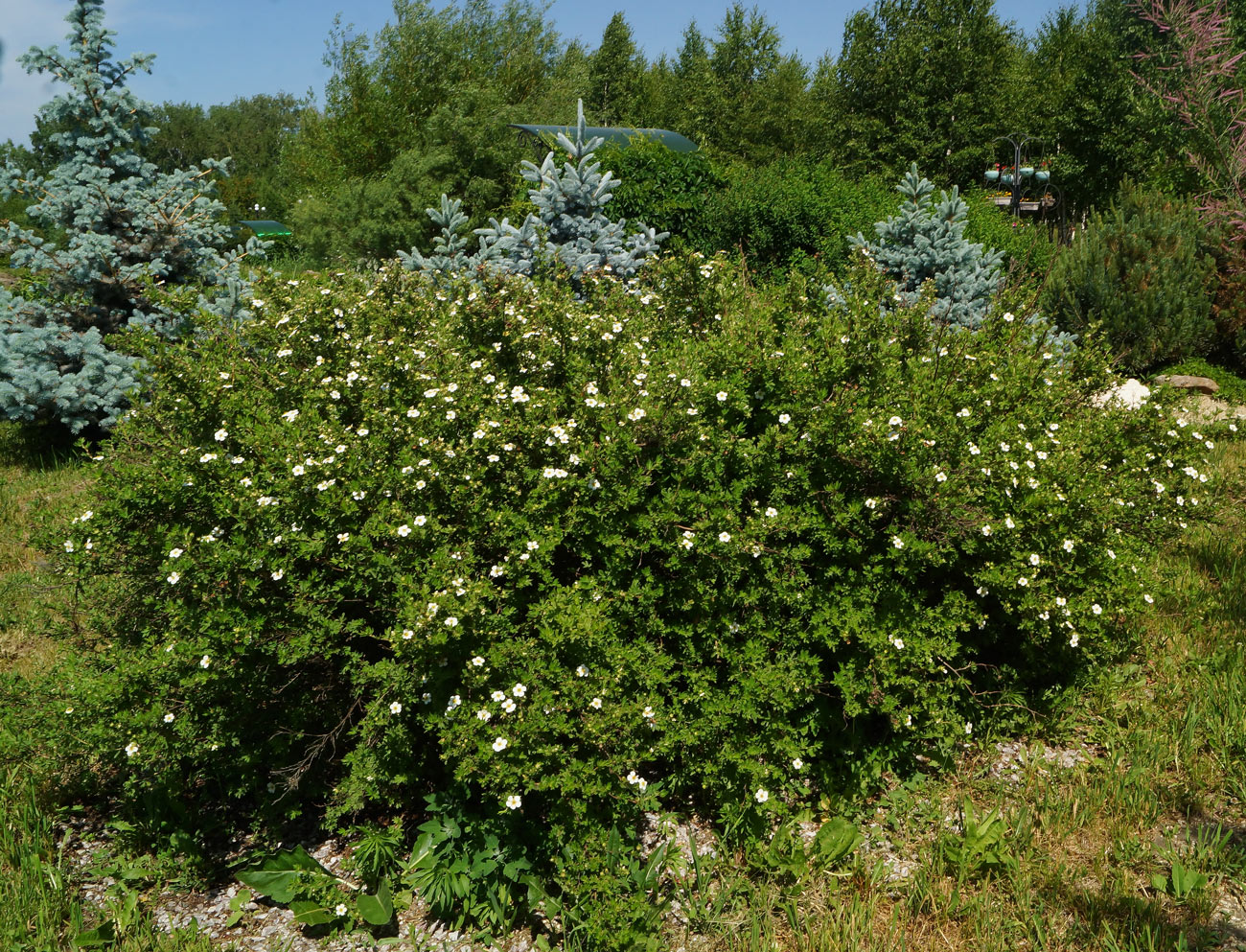 Изображение особи Dasiphora fruticosa.