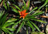 genus Guzmania. Вегетирующее растение. Малайзия, о-в Калимантан, г. Кучинг, ботанический сад. 12.05.2017.