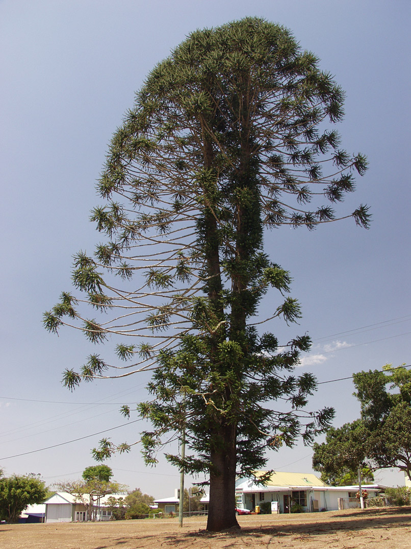 Изображение особи Araucaria bidwillii.