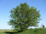 Ulmus pumila. Плодоносящее дерево. Ростовская обл., Азовский р-н, хутор Гусарева Балка, берег водоёма. 02.05.2018.